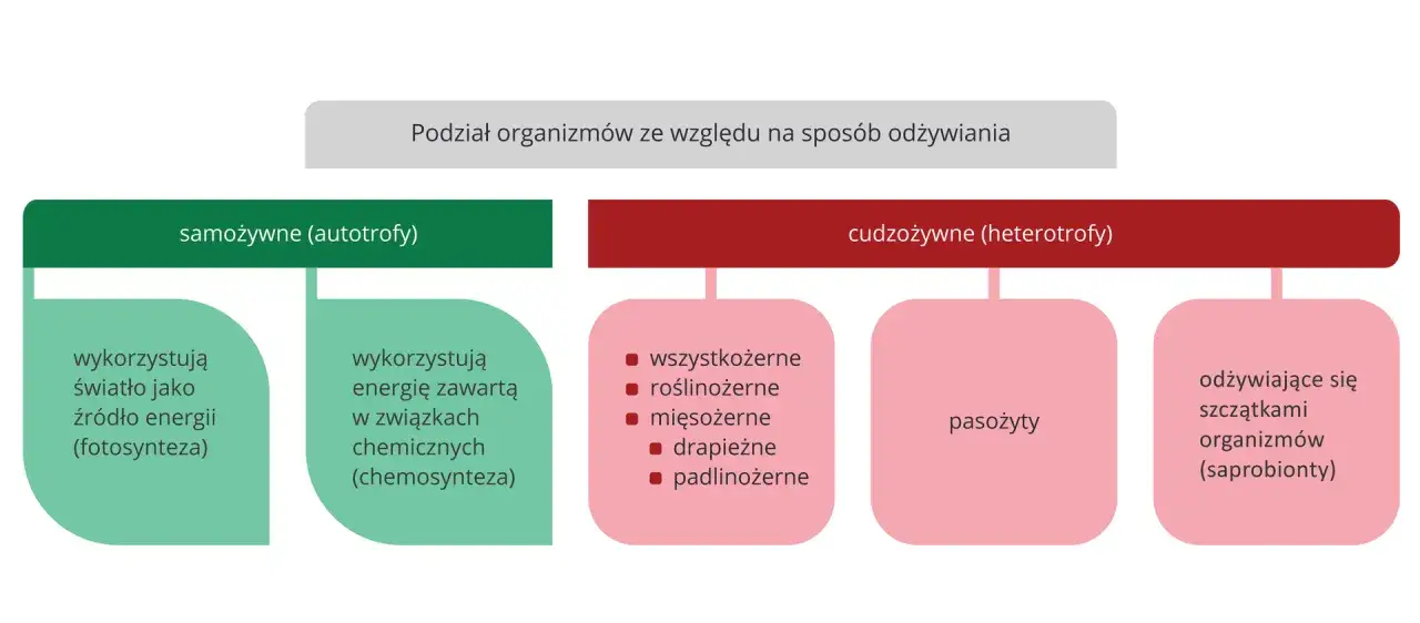 Schemat podziału organizmów ze względu na sposób odżywiania: samożywne (fotosynteza, chemosynteza) i cudzożywne (wszystkożerne, roślinożerne, mięsożerne, drapieżne, padlinożerne, pasożyty, saprobionty). Organicyzm w świecie przyrody.
