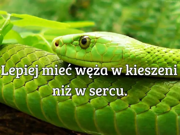 Mieć węża w kieszeni - Co to znaczy? Odróżnij skąpstwo!